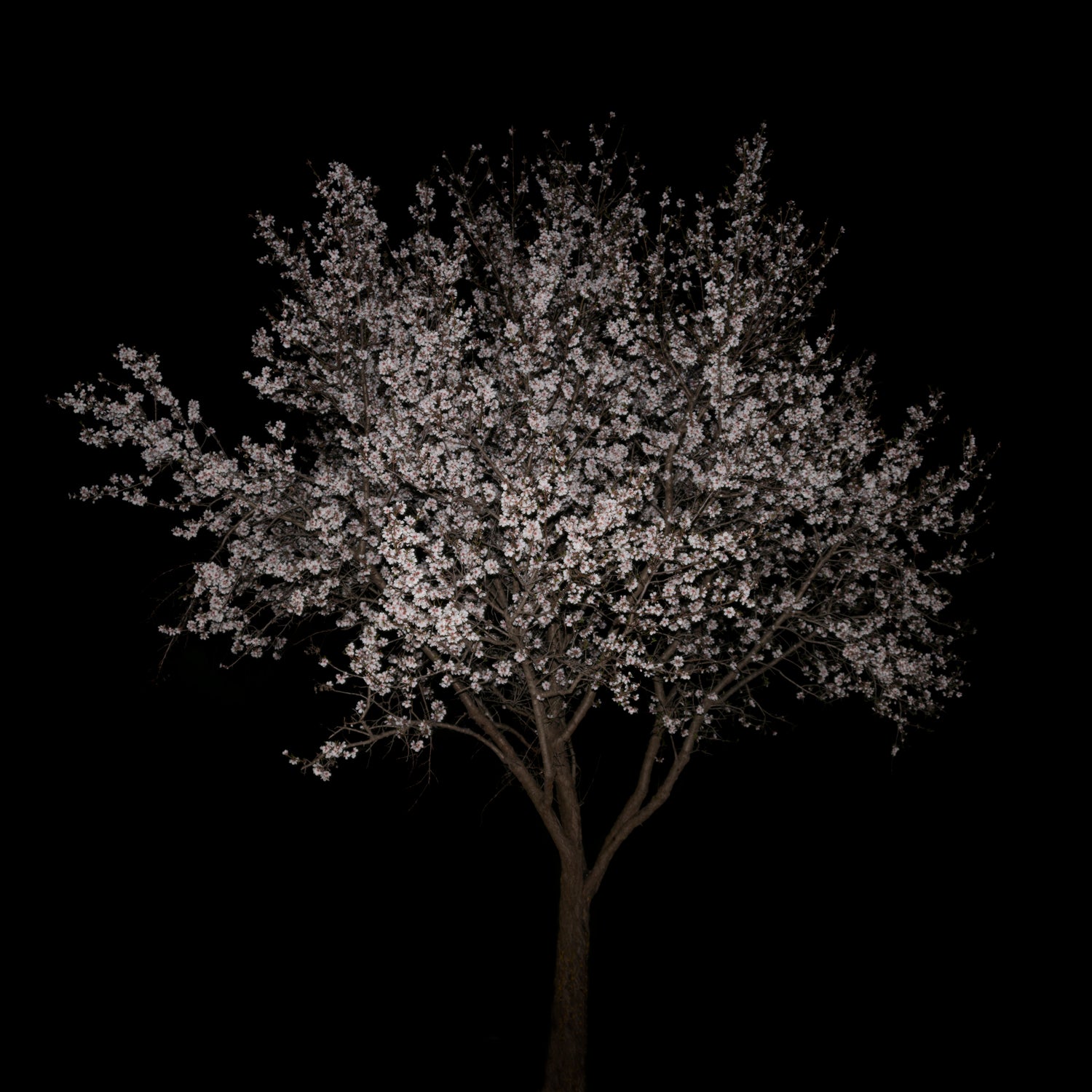 In Bloom I  Maria Mavropoulou