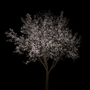 In Bloom I  Maria Mavropoulou